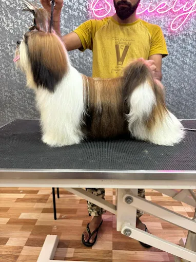 Pet Society – Pet Grooming Spa & Store in Bengaluru