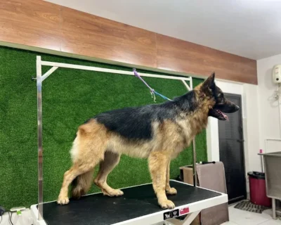 Home 11 Pets-Forever-Bengaluru-Pets-Grooming-and-Spa