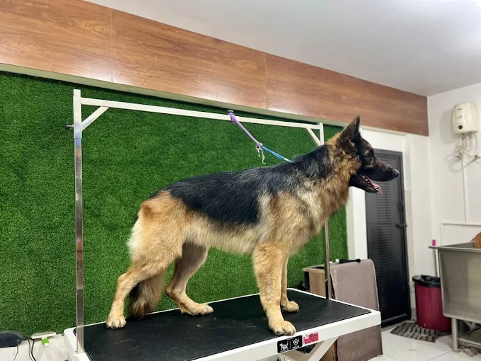 Pets Forever – Pet Grooming & Spa in Rajajinagar, Bengaluru