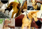 Pets Forever – Pet Grooming & Spa in Rajajinagar, Bengaluru