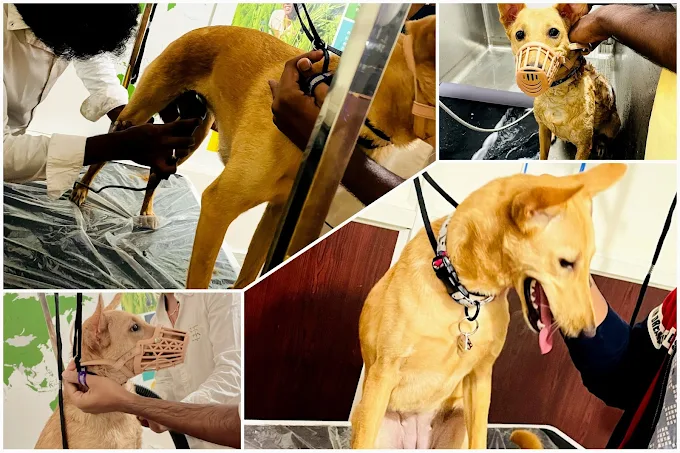 Pets Forever – Pet Grooming & Spa in Rajajinagar, Bengaluru