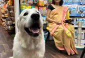 Pups and Pets Grooming & Clinic in Salt Lake, Kolkata