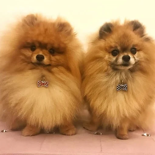 The Pet K9 – Pet Grooming & Care in Delhi