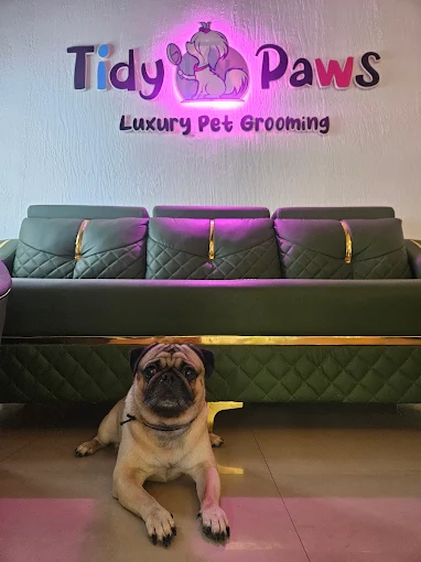 Tidy Paws – Pet Grooming Salon in Mira Road East, Thane