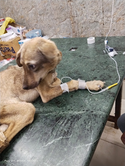 Vet Plus Dog & Cat Clinic in Kalyan, Vihar Delhi