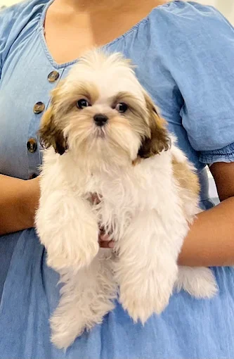 Yes Paws – Luxury Pet Spa, Grooming in Kondapur, Hyderabad