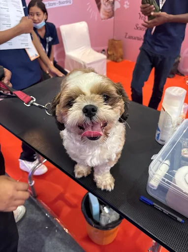 Yes Paws – Luxury Pet Spa, Grooming in Kondapur, Hyderabad