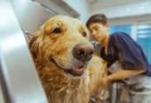 Zane’s Pet Spa – Pet Grooming in Lower Parel Mumbai