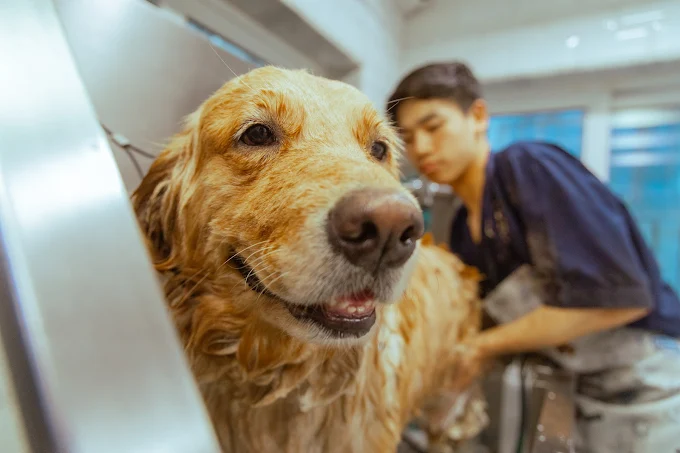 Zane’s Pet Spa – Pet Grooming in Lower Parel Mumbai