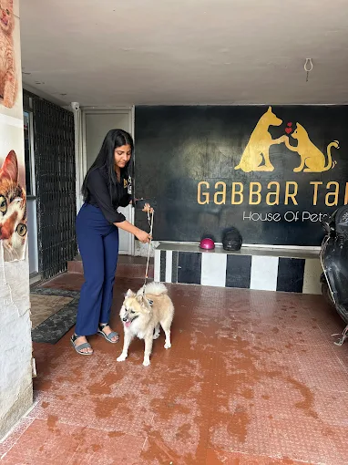 Gabbar Tails | Pet Grooming for Dogs & Cats Patna
