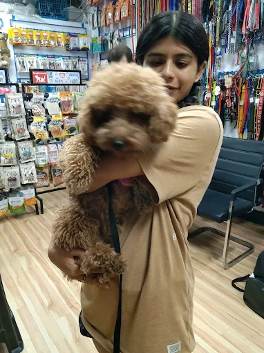 Bark N Brush – Pet Grooming for Dogs & Cats in Patna