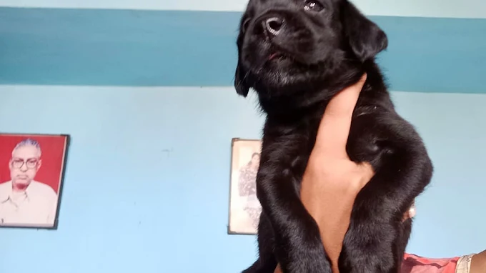 Keshav Pet House Spa & Hospital Pet Care in Patna