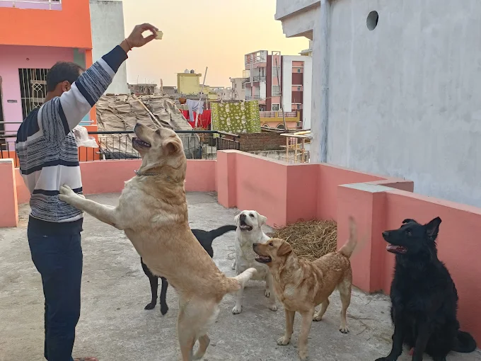 Minnie Pet Care & Kennel – Pet Clinic Danapur Patna