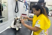 Curls & Tangles – Best Pet Grooming in Borivali West, Mumbai