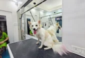 Curls & Tangles – Best Pet Grooming in Borivali West, Mumbai
