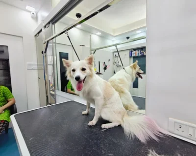 🐾-Curls-Tangles-–-Mumbais-Best-Pet-Grooming-Lounge-PetGrill1