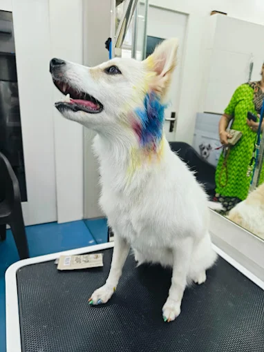 Curls & Tangles – Best Pet Grooming in Borivali West, Mumbai