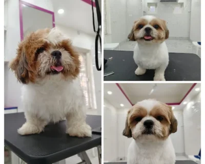 🐾-Fur-O-Feathers-–-Animal-Hospital-Pet-Care-in-Kolkata-PetGrill