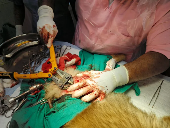 Fur O Feathers – Animal Hospital & Pet Care in Kolkata