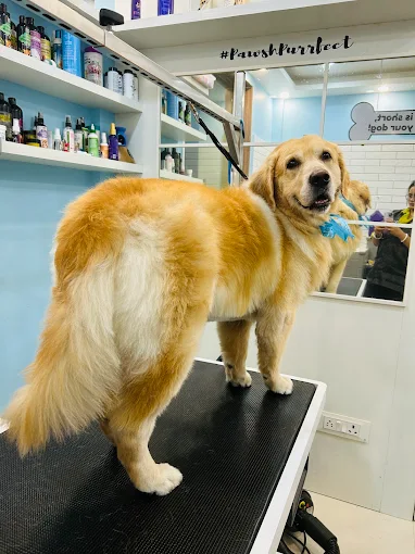 Pawsh Purrfect – Pet Grooming & Clinic Jodhpur Park Kolkata