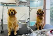 Pawsh Purrfect – Pet Grooming & Clinic Jodhpur Park Kolkata