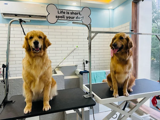 Pawsh Purrfect – Pet Grooming & Clinic Jodhpur Park Kolkata