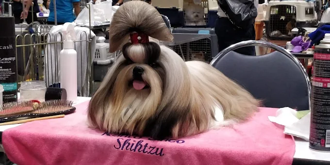 Pink Paws – Pet Grooming Service in Salt Lake, Kolkata