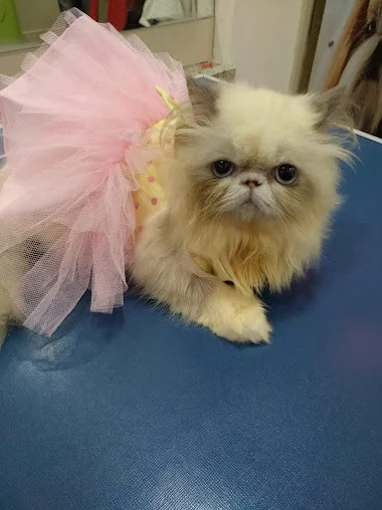 Pink Paws – Pet Grooming Service in Salt Lake, Kolkata