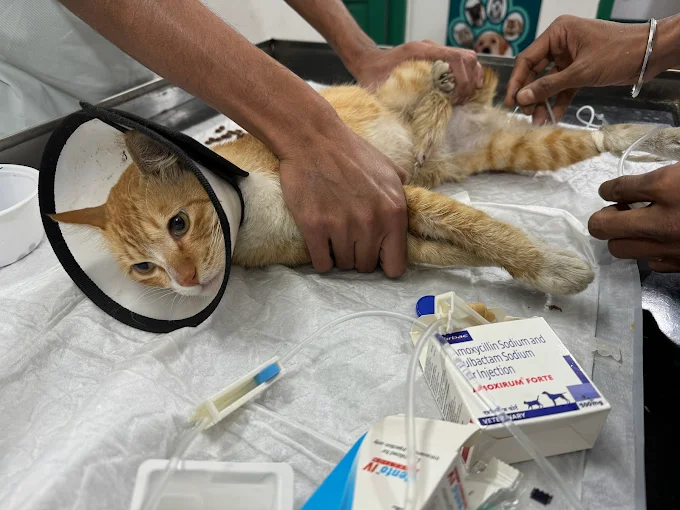 Poopers & Scoopers – Best Pet Hospital in Kolkata